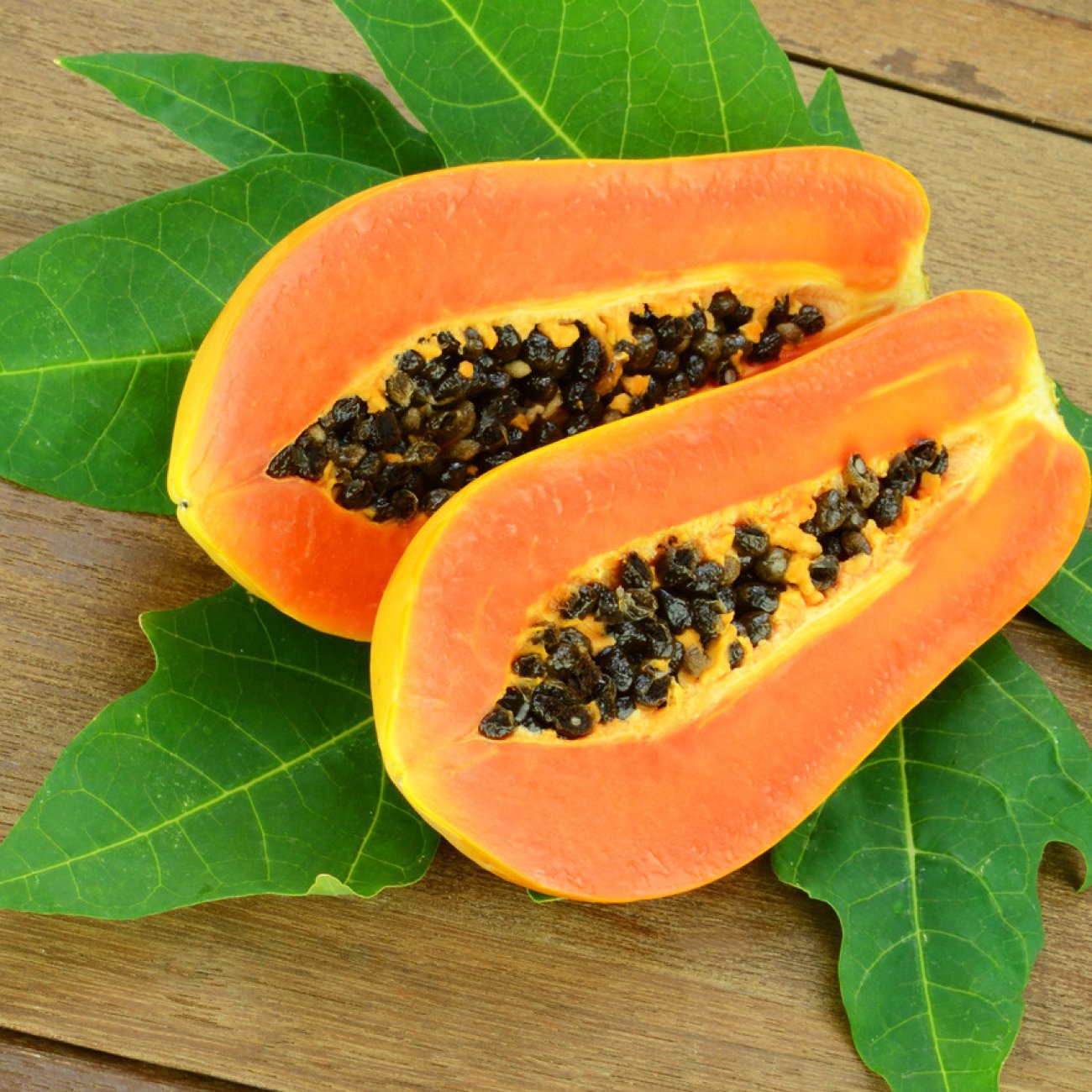Obrázok Papája Melónová (Carica papaya) - výška 50-60 cm, kont. C2L